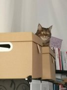 <b>华宇测速登录_为了小猫咪，年轻人有多敢花钱？</b>